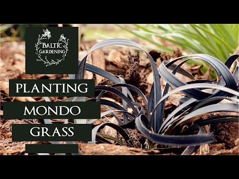 Planting black Mondo grass. Planting Ophiopogon planiscapus 'Niger'. garden video. Baltic Gardening