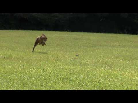 Cheetah sets new fastest land animal record