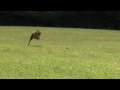 Cheetah Sets New Fastest Land Animal Record
