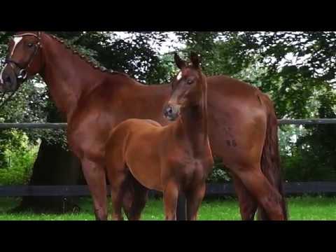 SF v. Don Olymbrio L / De Niro