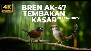 Download lagu 🔴 Live Masteran Ciblek Kristal Bren Ak-47 vs Tepus Kepala Abu Abu Gacor Panjang mp3