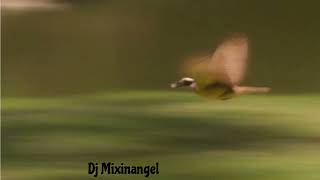 Speed Freak - Speedbird