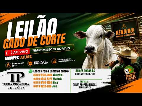 agropecleiloes.com LEILÃO GADO DE CORTE | TERRA PRÓSPERA LEILÕES-ALVORADA-TO 03/09/2026