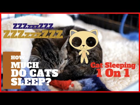 How much do cats sleep? (2020)