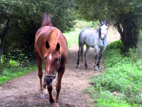 O VENTO - Edson Gaúcho.wmv