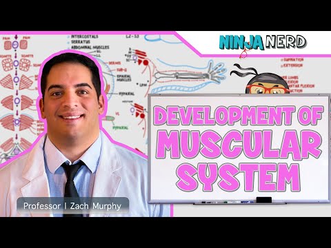 Reproductive System Fertilization