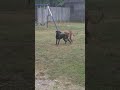 Dogs Dont Care Where They Fuck At