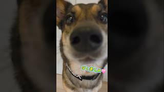 おはようまるちゃん🌞#雑種犬 #雑種 #保護犬 #犬のいる暮らし #いぬのいる生活 #犬のいる生活 #保護犬との暮らし #愛犬 #かわいい犬 #いぬ #犬 #犬動画