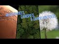 Martian Bees, Canopies, and Dandelion Seeds