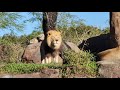 Animal Kingdom Lions Kilimanjaro Safaris