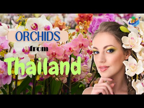 Orquídeas da Tailândia
