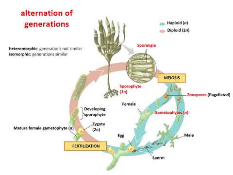Chapter 23   Protists, part II