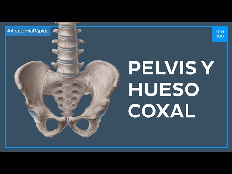 Pelvis y cadera - Anatomía Fácil | Kenhub