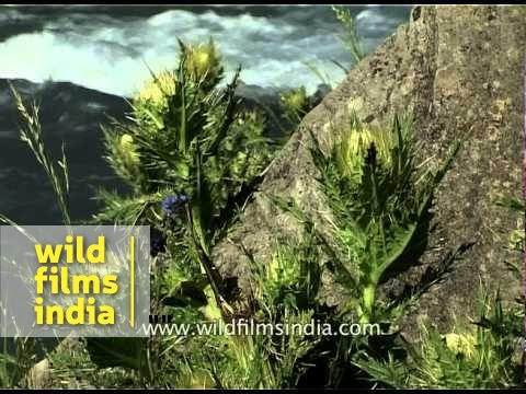 Flower Amarnath Yatra MDV 334 L62 26