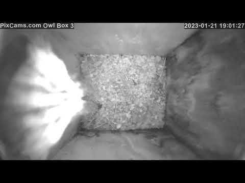 Female eastern screech owl checks out Owl Box 3 1/21/2023