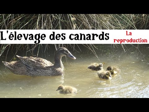 , title : 'Élevage et Reproduction des Canards Coureurs Indiens'