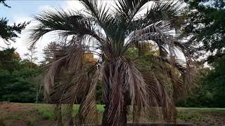 Neighborhood Palms, Plants &amp; Cactus