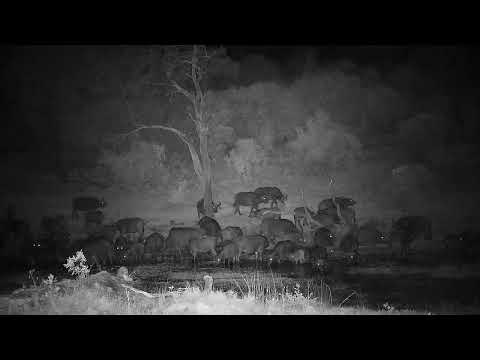 Djuma: Buffalo herd-Pt:1 - 22:50 - 07/14/2022