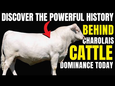 Charolais Cattle: The Ultimate Breed Guide (History & Traits)
