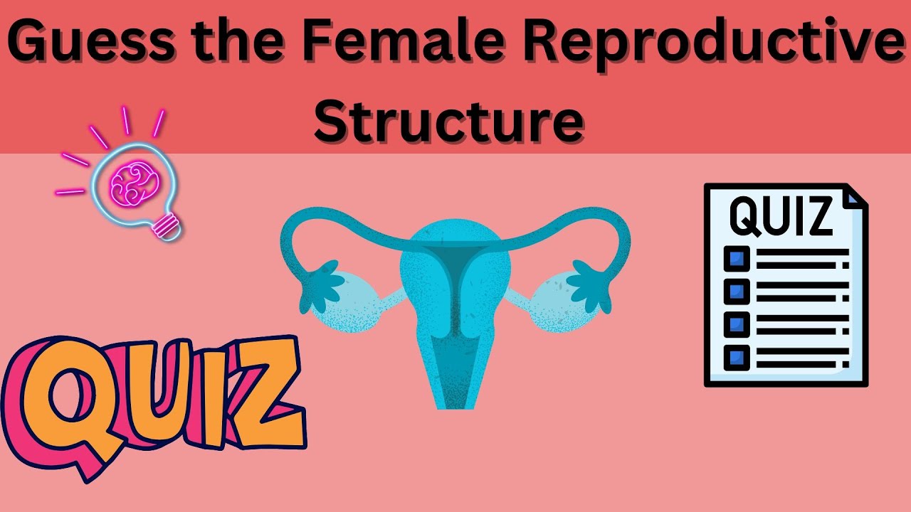 Female Reproductive System Quiz | Test Your Knowledge!