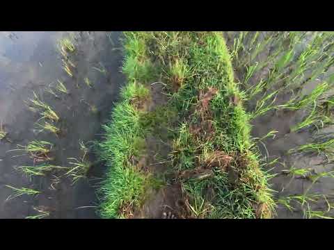 ASMR / OPEN PLACE WALKING SOUNDS 100% Relax and Sleep,