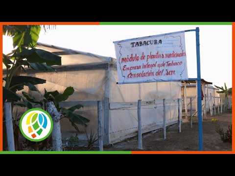 Evalúan en el municipio de Consolación del Sur el programa de plantas medicinales