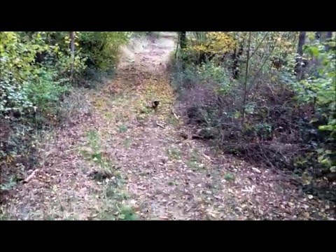 Rauhaardackel auf der Jagd