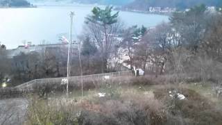 Wild Monkeys Playing In Kawaguchiko, Japan