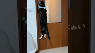 #Shorts うちの猫の驚きの特技 足長マンチカン まる Munchkin cat