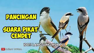 Download lagu SUARA PIKAT BURUNG CENDET/PENTET/TOED || PANCINGAN CENDET LIAR. mp3 Download lagu SUARA PIKAT BURUNG CENDET/PENTET/TOED || PANCINGAN CENDET LIAR. mp3