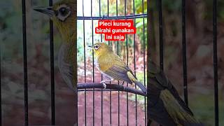 Download lagu pleci betina memanggil jantan #plecigacor mp3