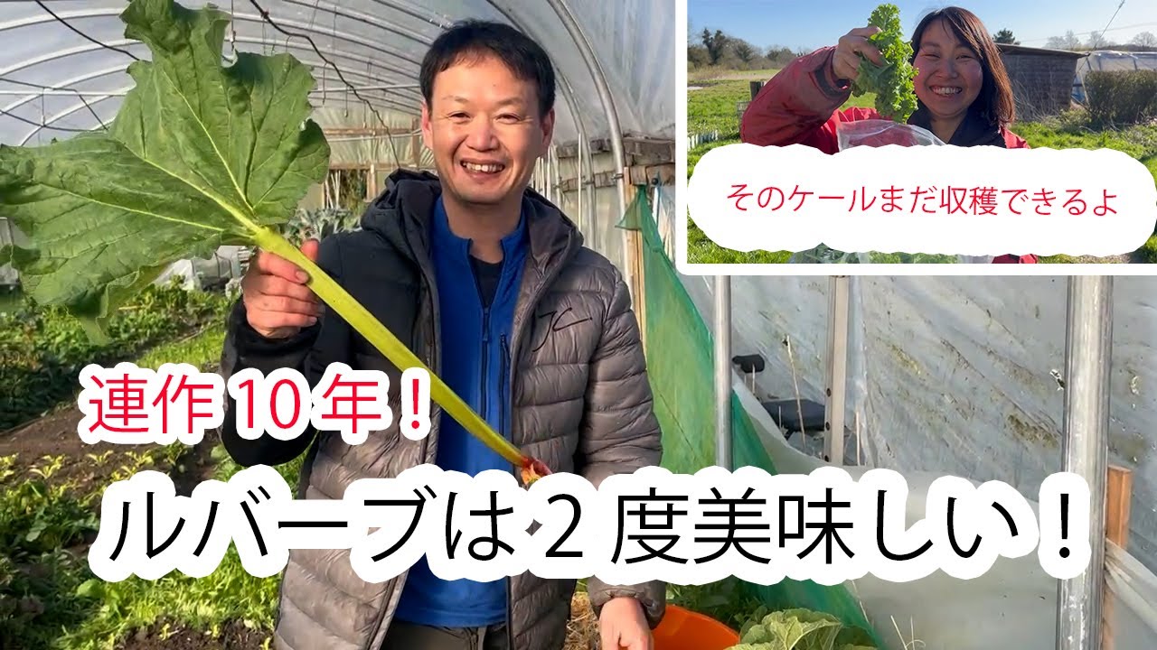 連作13年のトマト畑とケール・ルバーブの収穫ポイント