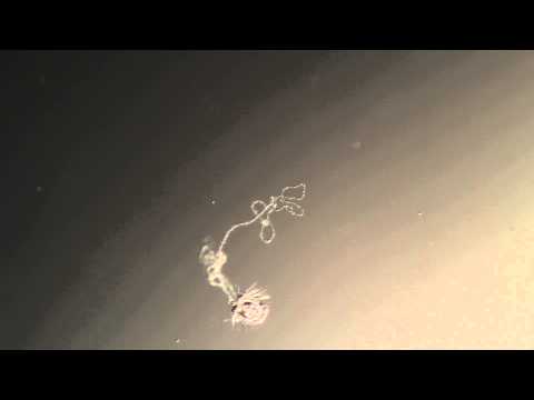 Cydippid Pleurobrachia