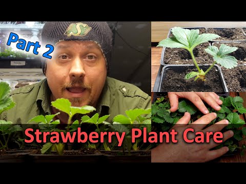 Strawberry Plant Revival Make More And More Strawberry Plants