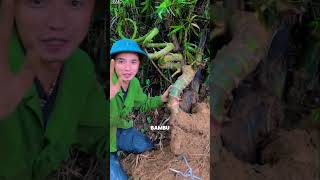 Download lagu Rahasia Bonsai Bambu dari Tiongkok, Harganya Bisa Ribuan Dolar mp3