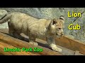 African Lion Cub Pilipili At Lincoln Park Zoo Public Debut May 28 2022 4K Lions
