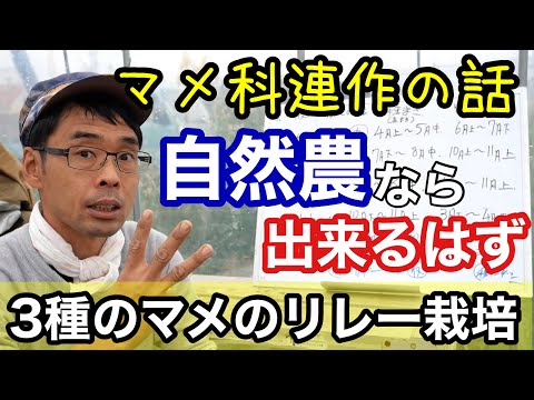 インゲン、インゲン 植物
