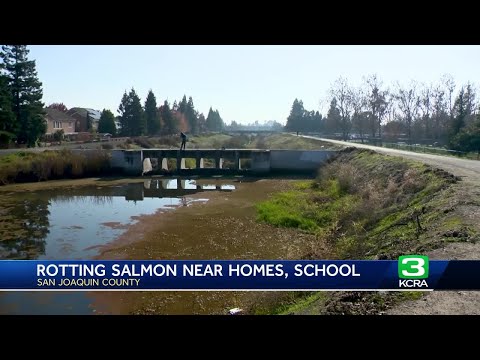 Dozens of salmon stuck rotting in San Joaquin County waterway