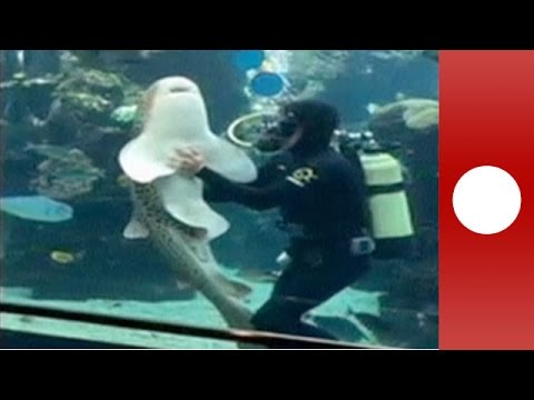 Friendly shark receives hugs and belly rubs from aquarium keeper