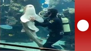 Friendly shark receives hugs and belly rubs from aquarium keeper