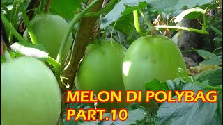 Tutorial Tani Menanam MELON dI Polybag  ( TOPING DAN PUPUK DAUN )    PART 10