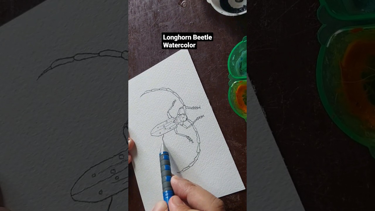 Drawing Longhorn Beetle #drawing #art #watercolor #วาดรูป #animal #insects #beetle