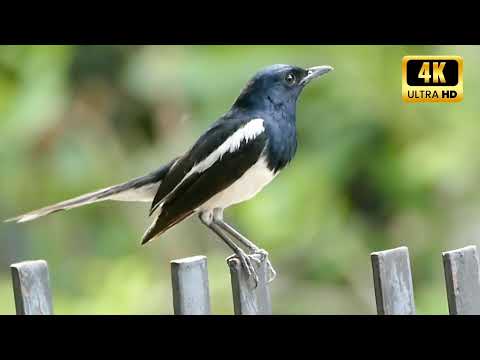 Tropical Birds with Names and Sounds in 4K - Scenic Relaxation Film