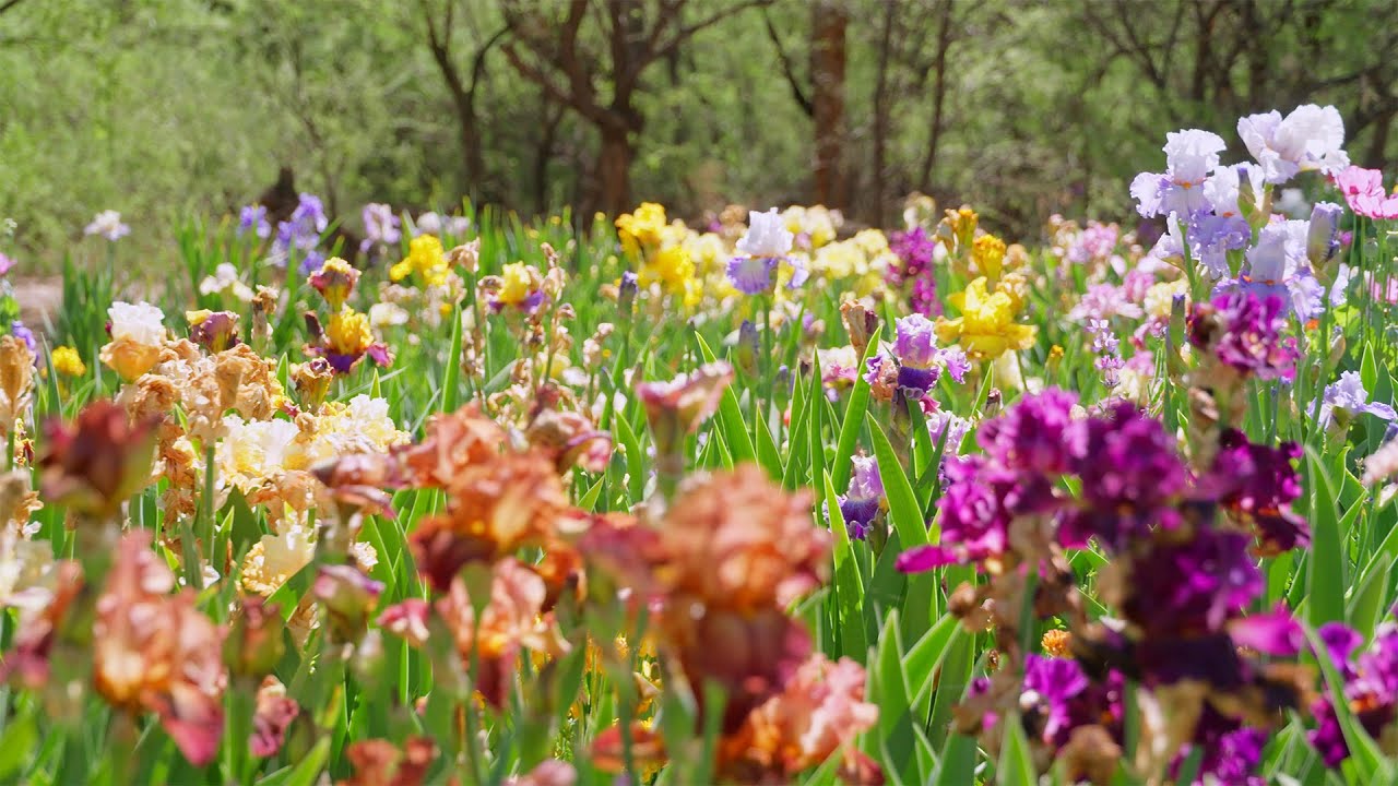 Irises are colorful and resistant to pests, making them a welcome addition to Arizona gardens