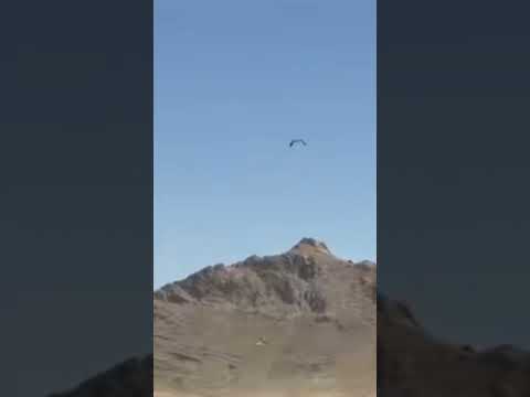 Falcons hunted in Afghanistan were released back into the air by the Taliban