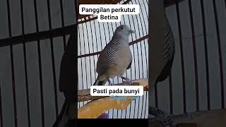 Download lagu Perkutut Betina #memanggiljantan #perkututgacor #perkututlokalgacor #betinagacor #turtledoves mp3