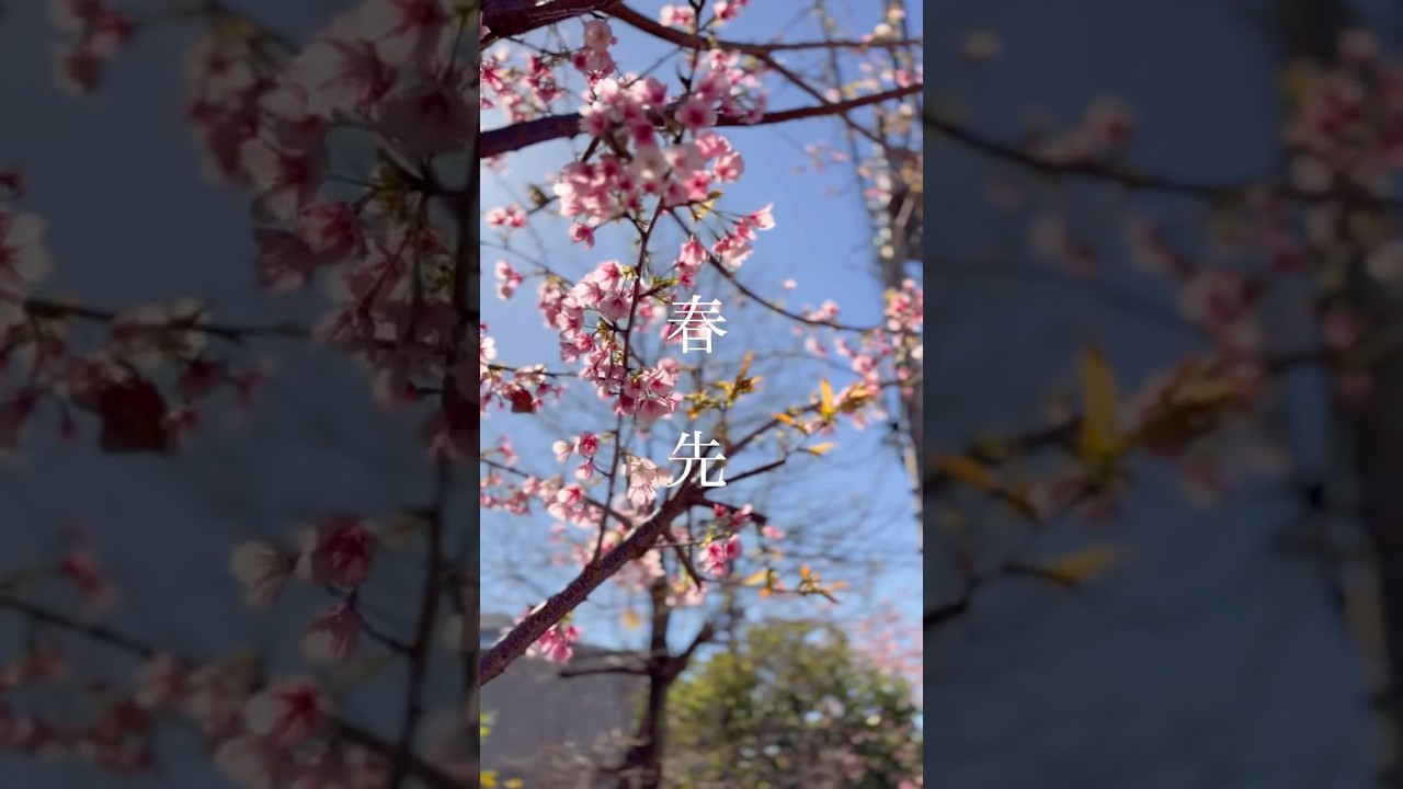 Hello,goodbye  #春先 #エイハブ #バンド