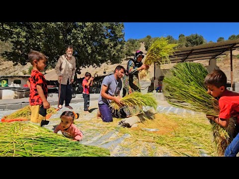 👨🏻‍🌾🌾Rice planting and harvesting by a young couple in the canal par