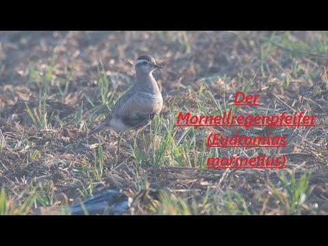Der Mornellregenpfeifer (Eudromias morinellus) - eine Berglimikole