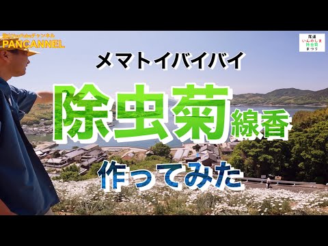 除虫菊について詳しく解説